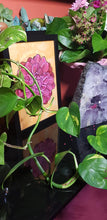 Load image into Gallery viewer, Magenta Dahlia flower Australian floral tattoo inspired artwork