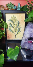 Load image into Gallery viewer, Yellow wattle flower Australian floral tattoo inspired artwork

