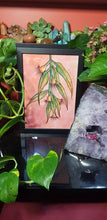 Load image into Gallery viewer, Flowering gum flower Australian floral tattoo inspired artwork
